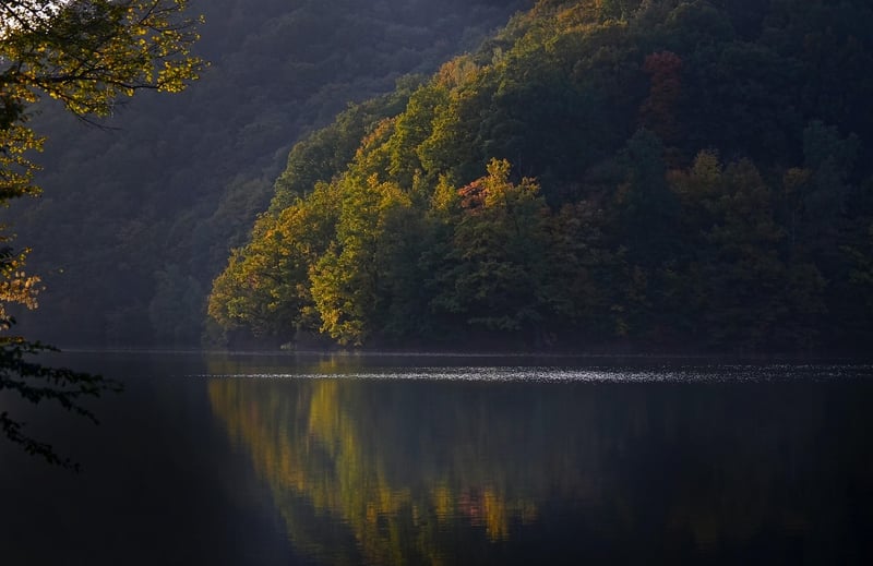 Mystic Forests