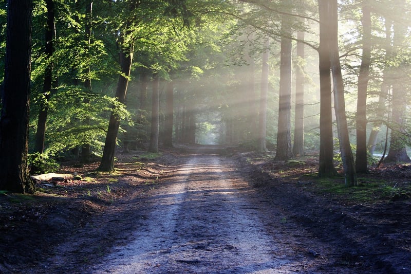 Mystic Forest